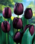BULB Tulip Queen of Night (Mayflowering)