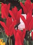 BULB Tulip Red Emperor (Emperor)