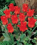 BULB Tulip Red Riding Hood (Greigii)