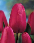 BULB Tulip Renown (French)