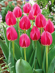 BULB Tulip Rosy Delight
