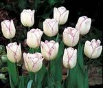 BULB Tulip Shirley (Triumph)