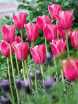 BULB Tulip Survivor
