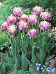 BULB Tulip Sweet Desire