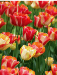 BULB Tulip Tequila Sunrise