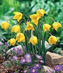BULB Tulip The Woodland Tulip (Heirloom)