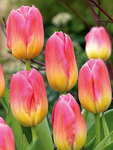 BULB Tulip Tom Pouce