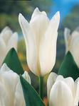 BULB Tulip White Emperor (Emperor)
