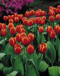 BULB Tulip World's Favorite (Darwin Hybrid)