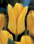 BULB Tulip Yellow Emperor (Emperor)