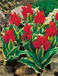 BULB Tulip praestans Unicum (Specie)