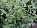 Click for more information. SHRUB. 2-3' Ideal for compact hedges. 4" pot