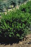 Click for more information. SHRUB. 2' Hardy dwarf boxwood.