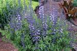Click for more information. Lupine-like purple flowers.
