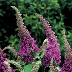 Click for more information. Bred to be full and loaded with rose pink flowers.