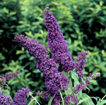Click for more information. SHRUB. Fast growing and well behaved. Purple blooms.
