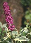 SHRUB. Butterfly Bush Reddish purple flowers to 4-5' - 4" pot