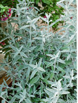 Click for more information. SHRUB. Silver foliage with white scented flowers.