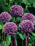 BULB Allium Summer Drummer