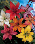 BULB Lily Asiatic Mix Value Pack