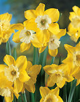 BULB Daffodil Dickcissel (Fragrant Jonquilla)