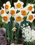 BULB Daffodil Gentle Giant 