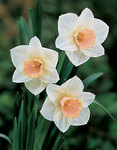 BULB Daffodil Salome Jumbo Pack