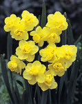 BULB Daffodil Yellow Cheerfulness (Double Daffodil)