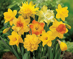 BULB Daffodil Yellow Mix
