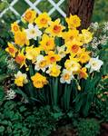 BULB Daffodil Naturalizing Mix Value Pack