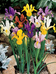 BULB Dutch Iris Mixed Value Pack