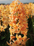 BULB Hyacinth Firelights