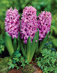 BULB Hyacinth Purple Voice
