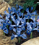 BULB Iris reticulata Harmony