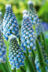 BULB Muscari Ocean Magic