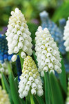 BULB Muscari White Magic