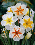 BULB Perfect Partners&reg; Star Daffodil Quartet