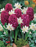 BULB Perfect Partners&reg; Music and Poetry