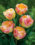 BULB Tulip Peach Melba (Double Early)