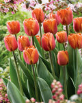 BULB Tulip Brown Sugar (Triumph)