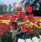 BULB Tulip Casa Grande ((Gregeii)