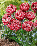 BULB Tulip Drumline (Peony)