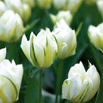 BULB Tulip Exotic Emperor (Fosteriana)