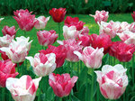 BULB Tulip Hemisphere (Triumph)