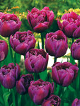 BULB Tulip Margarita (Double Early)