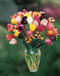 BULB Tulip Mayflowering Mix Value Pack