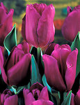 BULB Tulip Passionale Value Pack (Triumph)