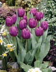 BULB Tulip Purple Prince (Single Early)