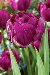 BULB Tulip Royal Acres (Peony)
