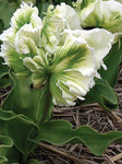 BULB Tulip Super Parrot
